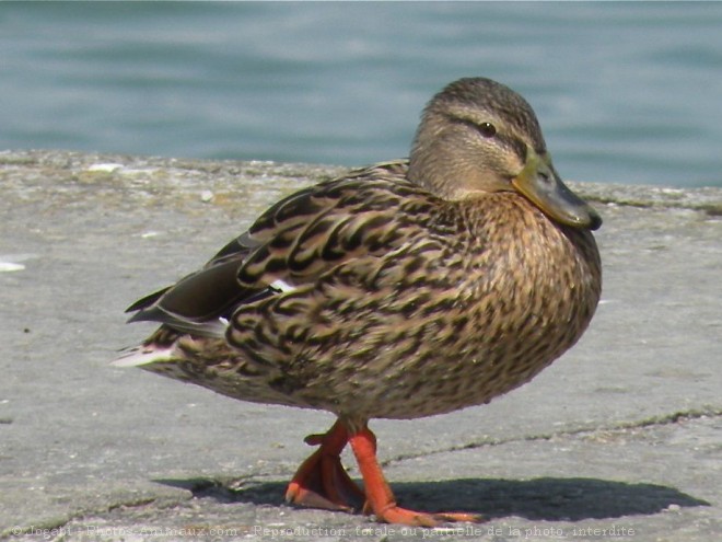 Photo de Canard colvert