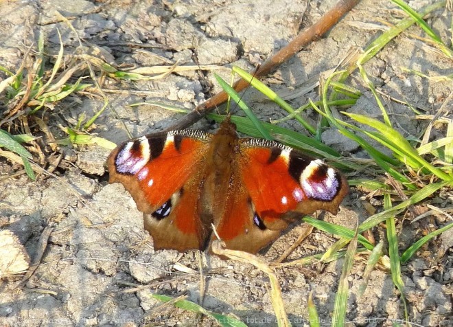 Photo de Papillon - paon du jour