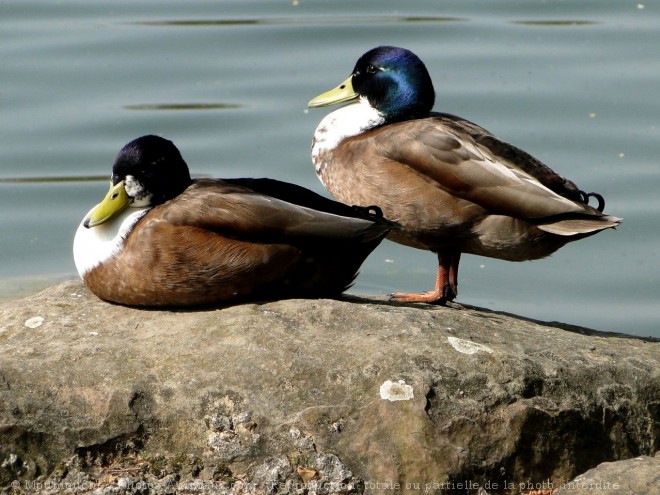 Photo de Canard colvert