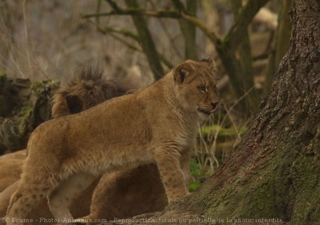 Photo de Lion