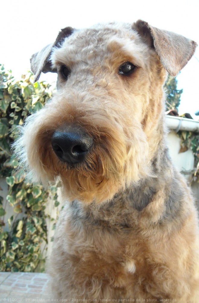 Photo d'Airedale terrier