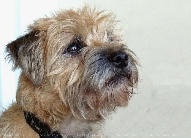 Photo de Border terrier