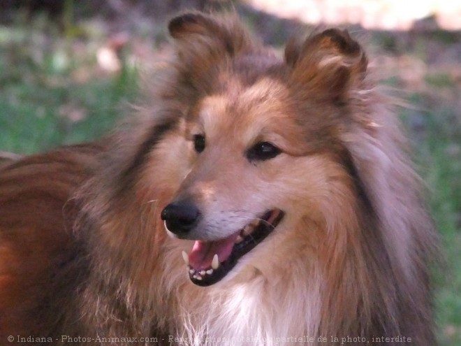 Photo de Chien de berger des shetland