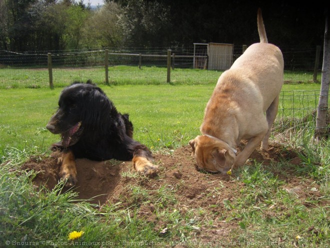 Photo de Races diffrentes