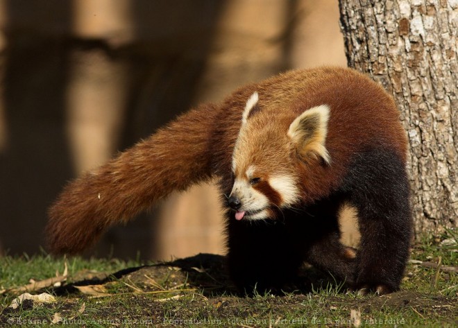 Photo de Panda roux