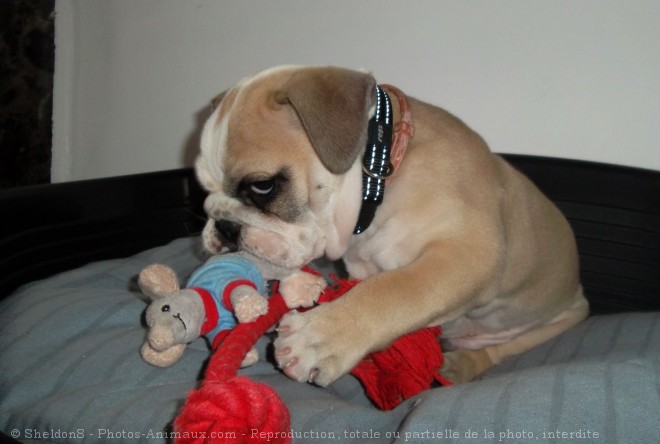 Photo de Bulldog