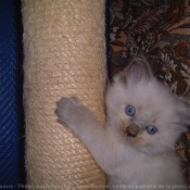 Photo de Ragdoll