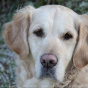 Photo de Golden retriever