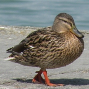 Photo de Canard colvert