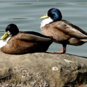 Photo de Canard colvert