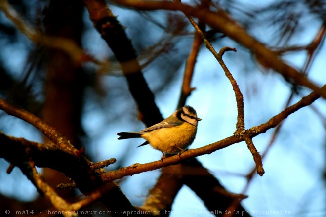 Photo de Msange bleue