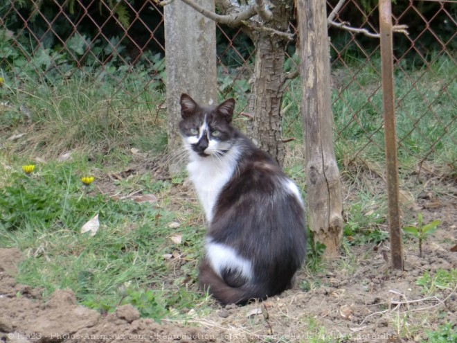 Photo de Chat domestique