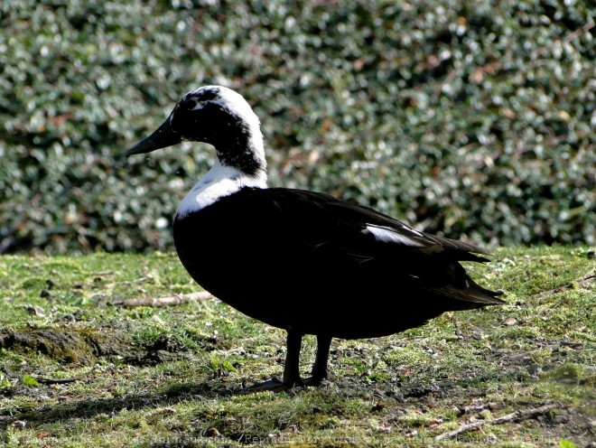 Photo de Canard