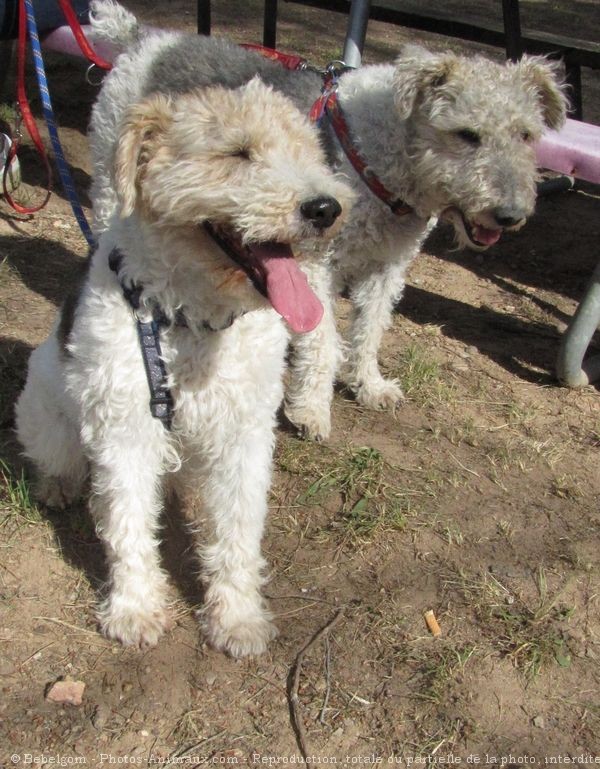 Photo de Fox terrier  poil dur