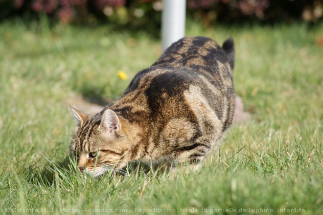 Photo de Chat domestique