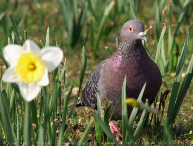 Photo de Pigeon