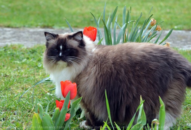 Photo de Ragdoll