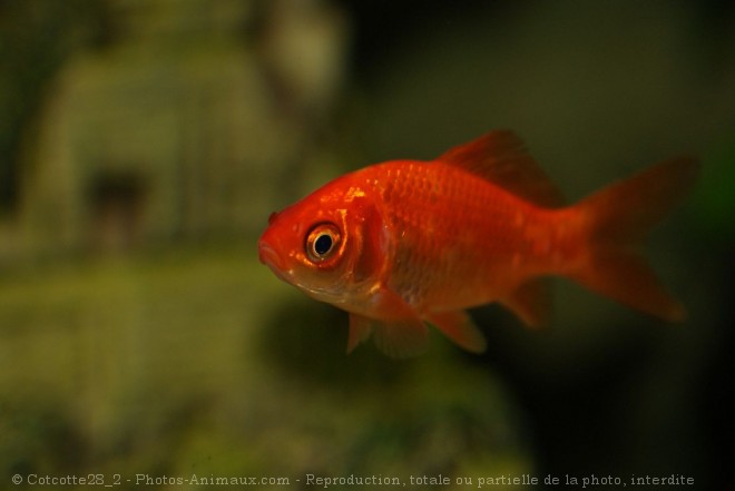 Photo de Poissons rouges