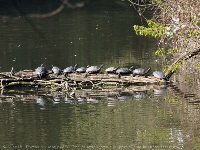 Photo de Tortue