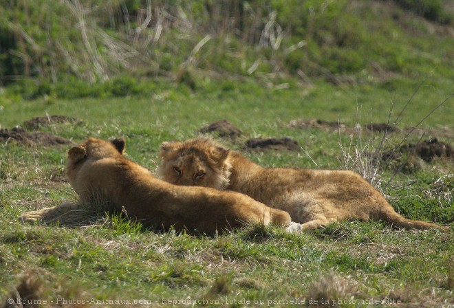 Photo de Lion