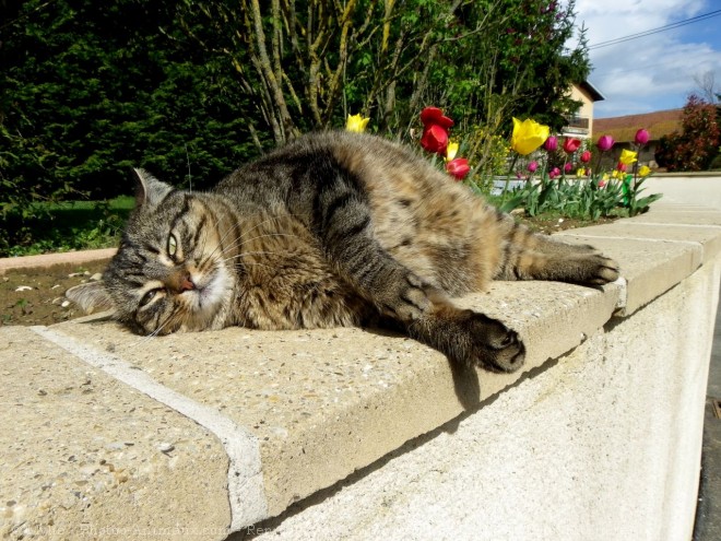 Photo de Chat domestique