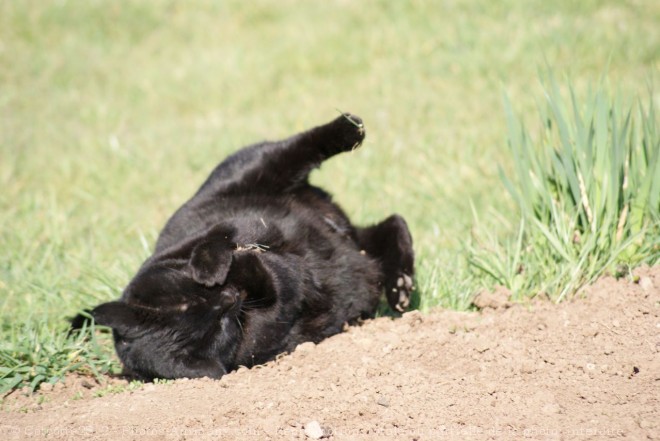 Photo de Chat domestique