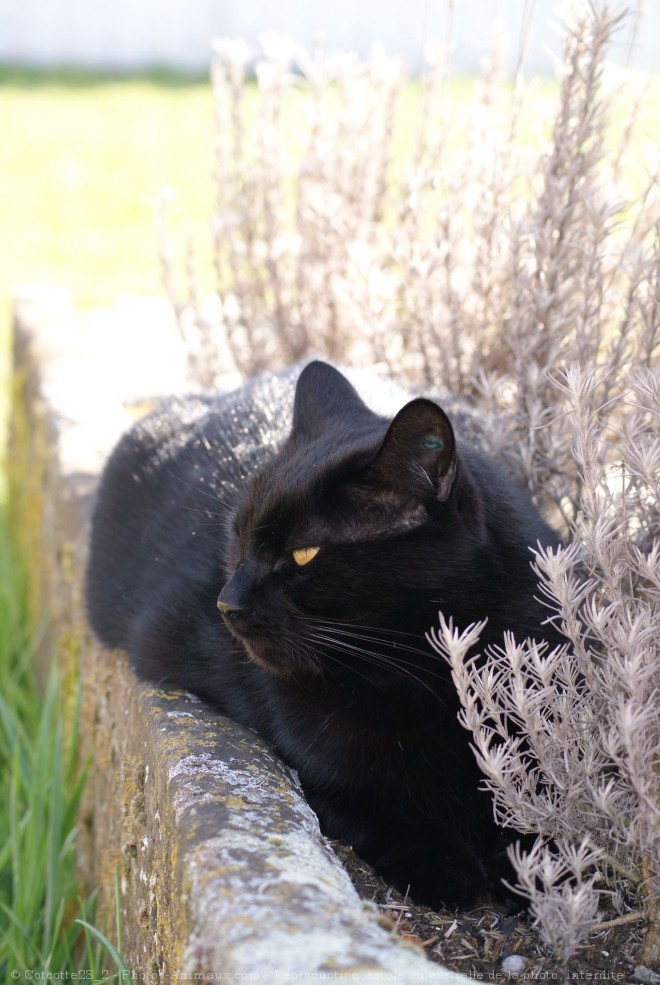 Photo de Chat domestique