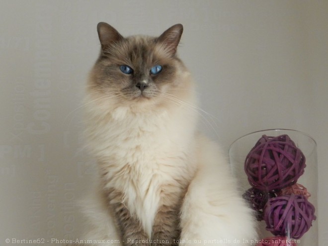 Photo de Ragdoll