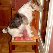 Photo de Fox terrier  poil dur