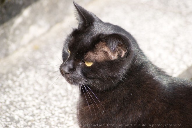 Photo de Chat domestique