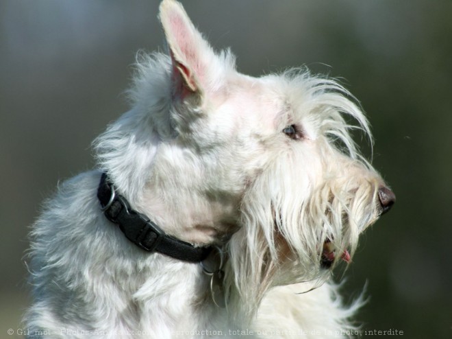 Photo de Scottish terrier