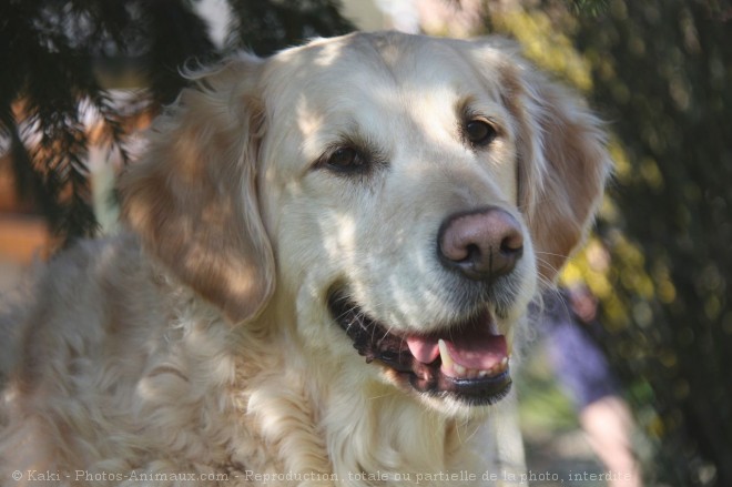 Photo de Golden retriever