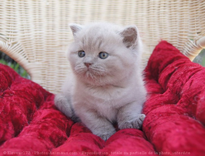 Photo de British shorthair