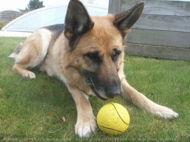 Photo de Berger allemand  poil court