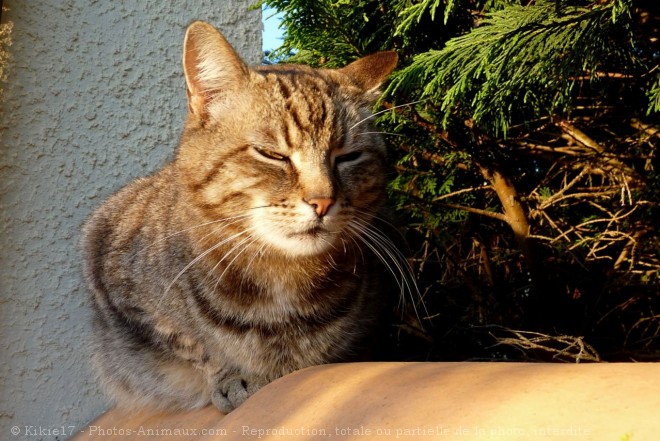 Photo de Chat domestique