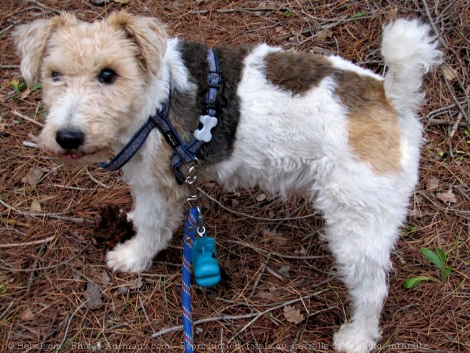 Photo de Fox terrier  poil dur