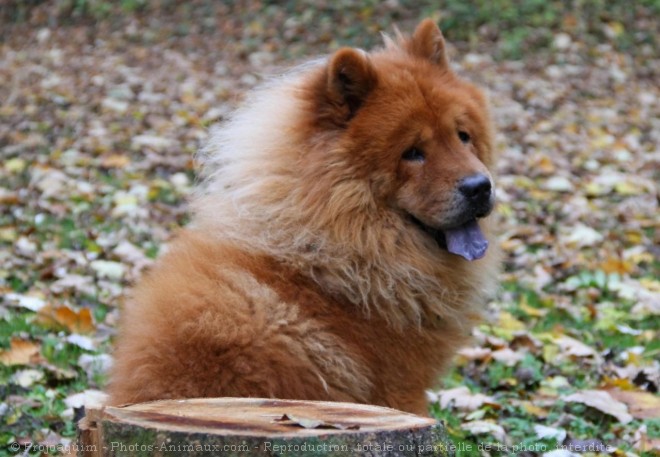 Photo de Chow chow