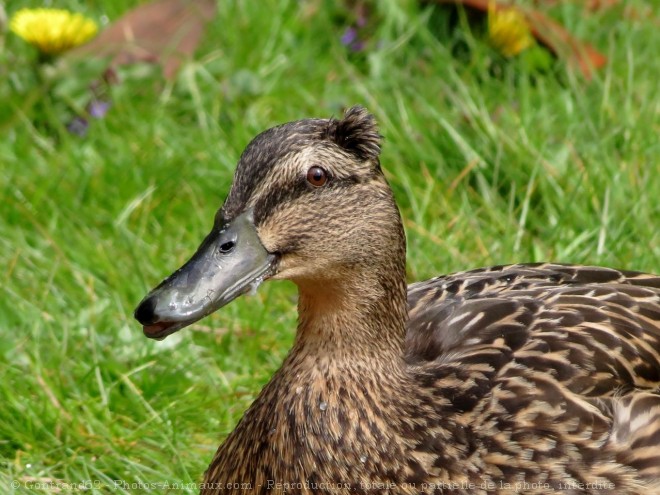 Photo de Canard colvert