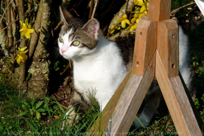 Photo de Chat domestique