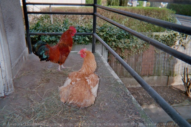 Photo de Poule