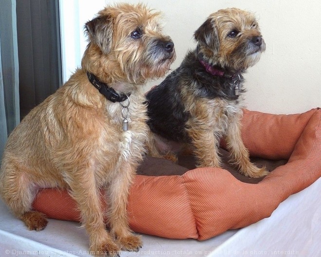 Photo de Border terrier