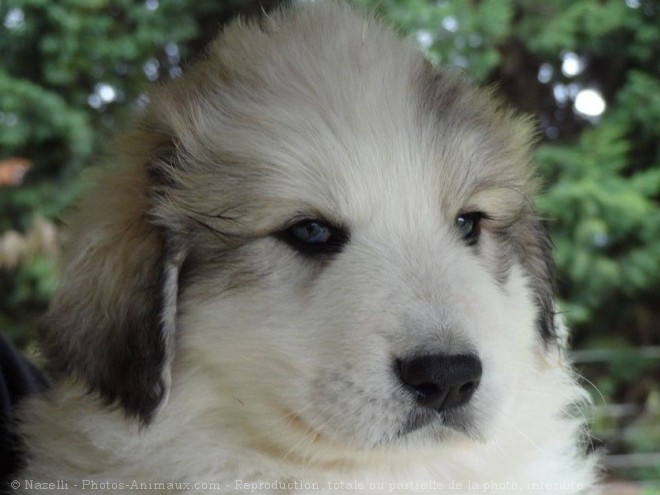 Photo de Chien de montagne des pyrnes