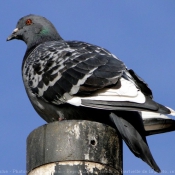 Photo de Pigeon