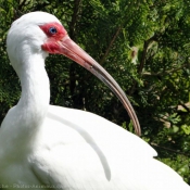 Photo d'Ibis