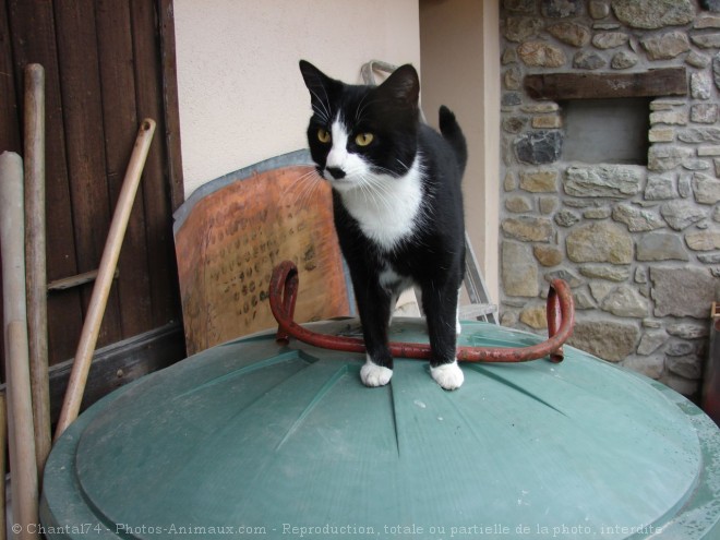 Photo de Chat domestique