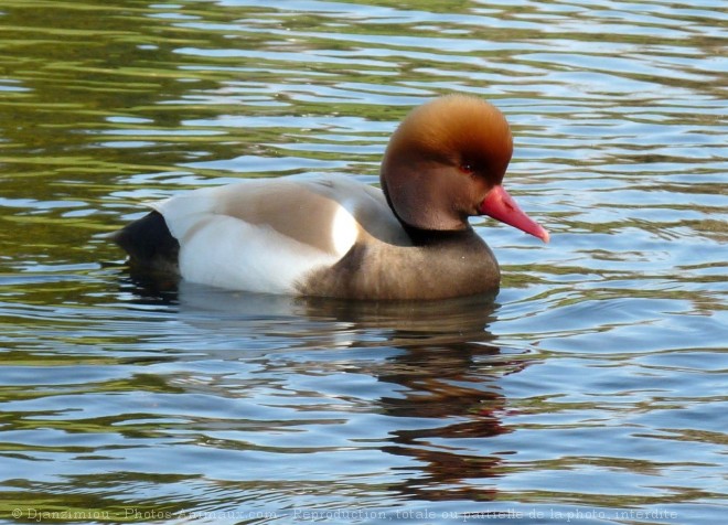 Photo de Canard nette rousse