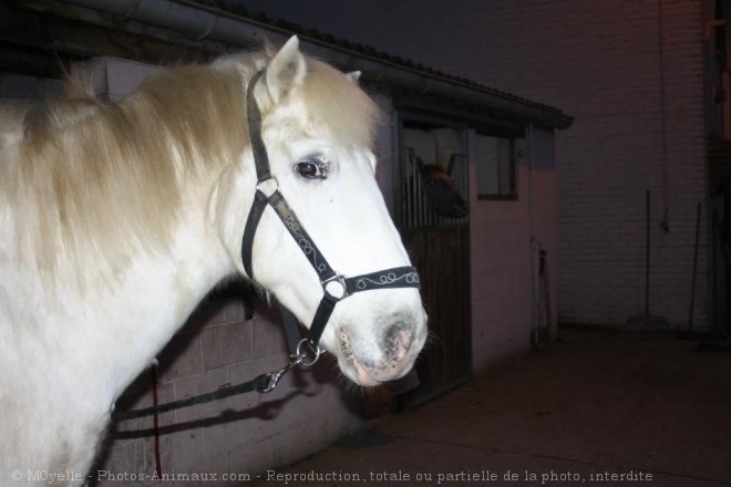 Photo de Camargue