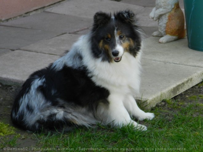 Photo de Chien de berger des shetland