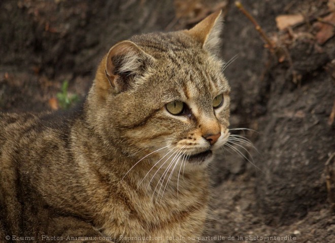 Photo de Chat domestique