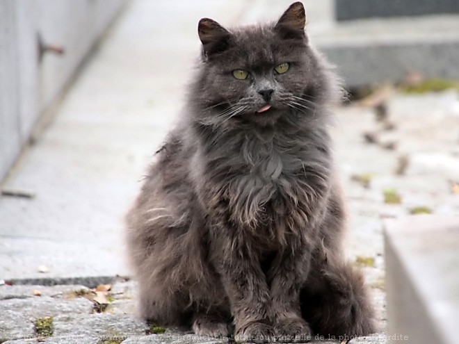 Photo de Chat domestique